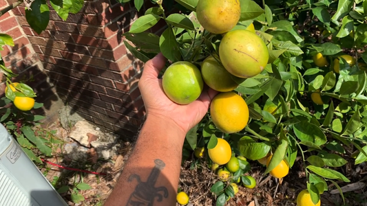 How to Propagate Fruit Trees