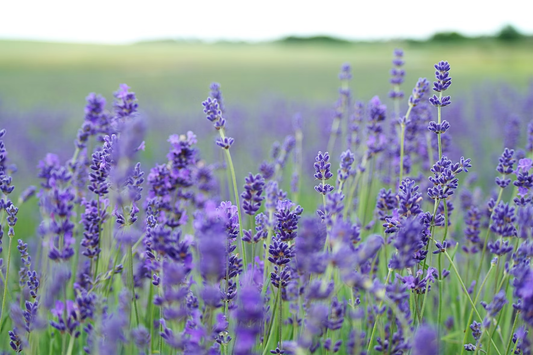 How to plant lavender seeds