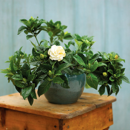 Indoor Plants with Fragrant Flowers