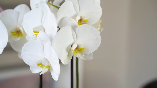 How to Care for Orchids at Home