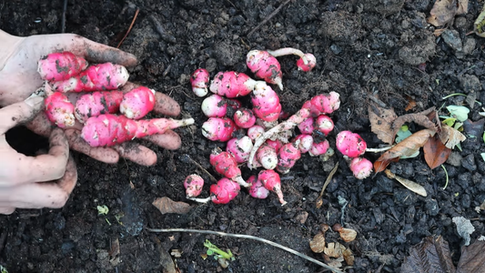 Gardening Blogs to Follow