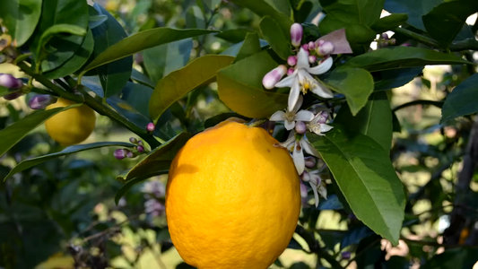 How to Grow a Lemon Tree