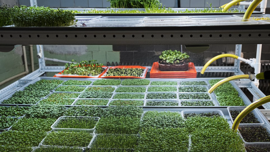 How to Grow Microgreens at Home