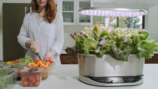 Indoor Gardening Kits for Beginners
