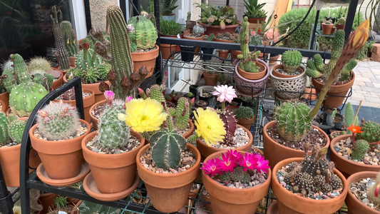 How to Care for Cactus Plants