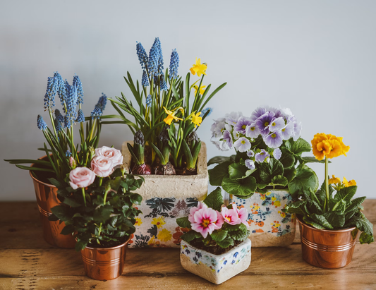 plant care tips