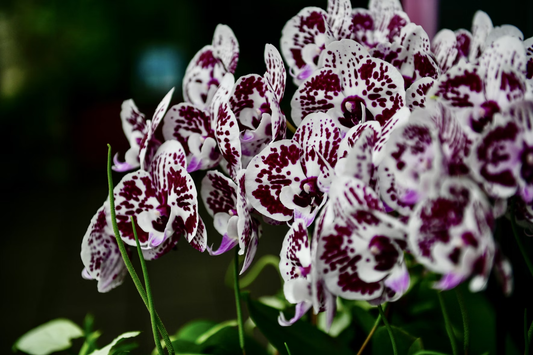 how to care for orchids