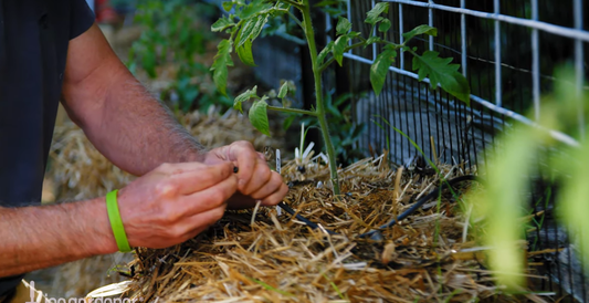 Organic Gardening Tips
