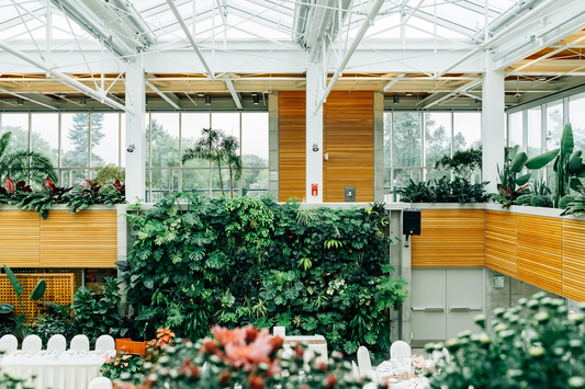 low-light plants for offices