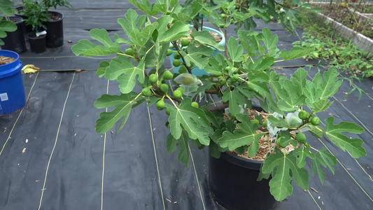 Fig Tree Varieties for Home Gardens