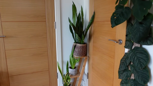 Houseplants that Thrive in Low Light