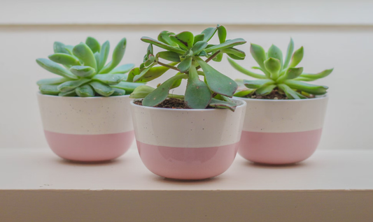 growing succulents indoors