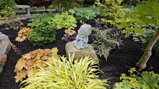 Top Plants for Shaded Areas