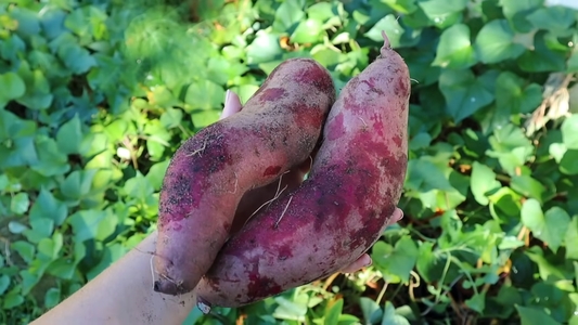 Edible Plants for Home Gardens