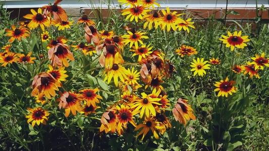Best Plants for Wildlife Gardens