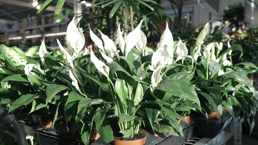 Best Houseplants for Improving Air Quality