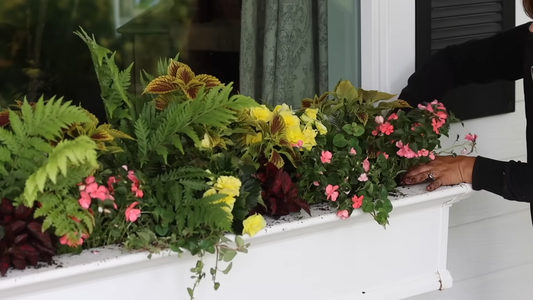 How to Care for Potted Plants