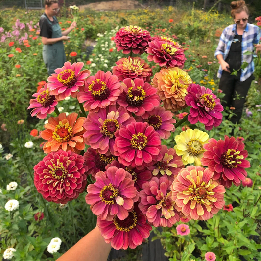 How to Grow Zinnias from Seeds