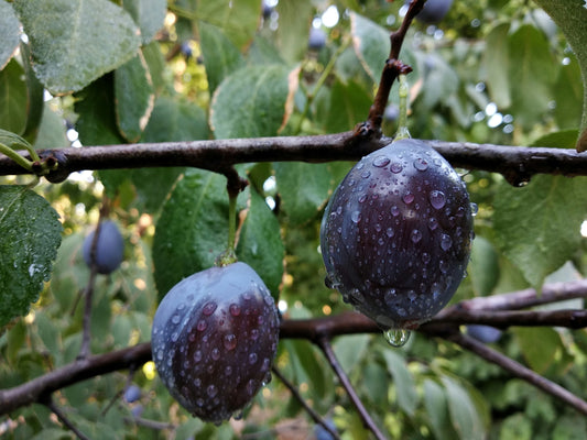Comparison of Growing Fruit Trees vs. Purchasing Fruit from the Market
