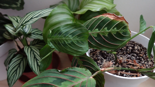 Plants That Thrive in High Humidity