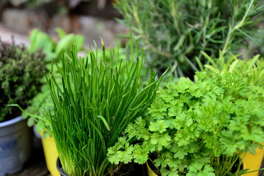 easy-to-grow herbs