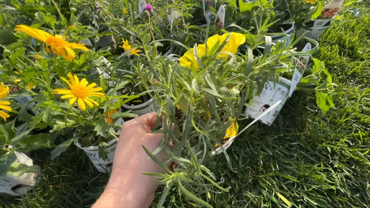 Drought-Resistant Plants for Gardens
