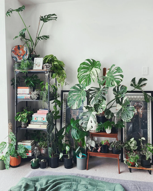 Best Indoor Plants for Beginners