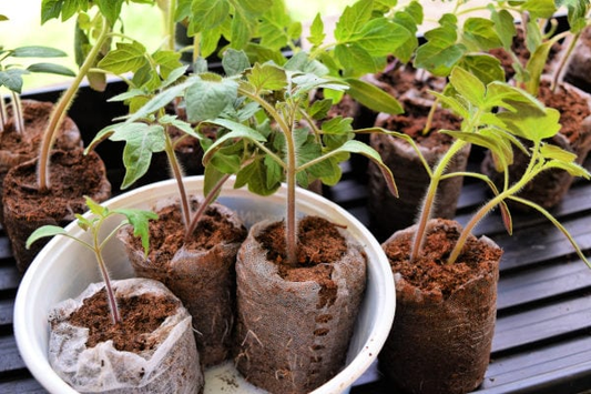 How to Start Seeds Indoors: A Step-by-Step Guide for New Gardeners