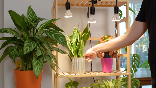 Indoor Plants with Unique Textures