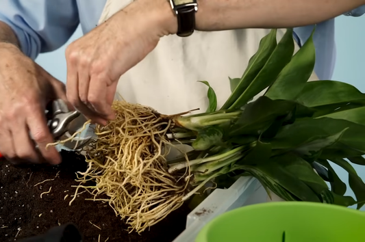 How to Repot Indoor Plants