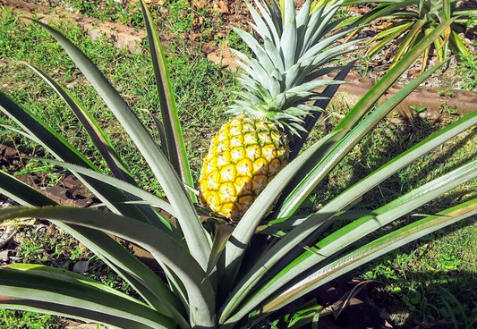 Elite Gold Pineapple