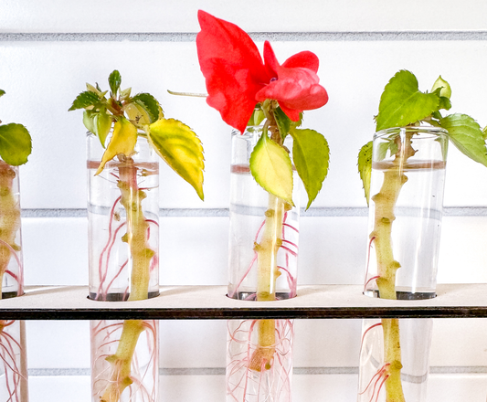 How to Propagate Flowering Plants