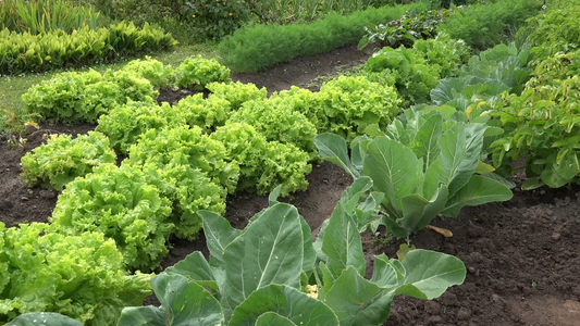 Best Gardening Apps for Beginners
