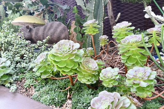 Gardening Podcasts for Beginners