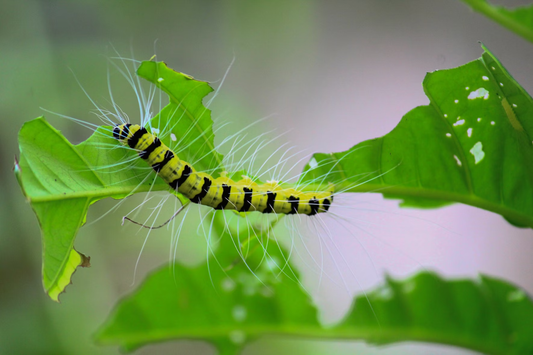 indoor plant pest control