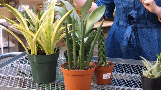 Best Plants for Air Purification
