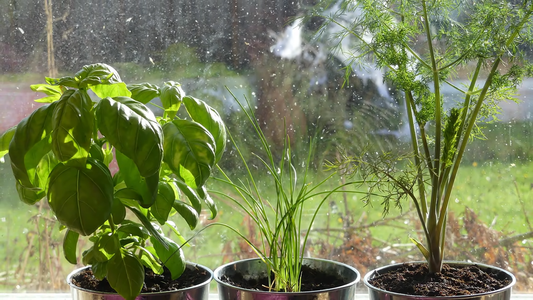 How to Grow a Herb Garden Indoors
