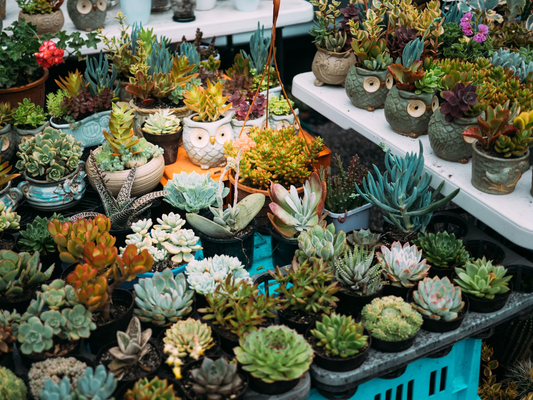 best plant nurseries near me