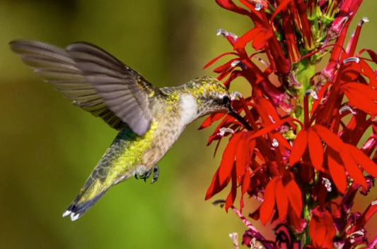 Hummingbird-Attracting Plants for Small Gardens