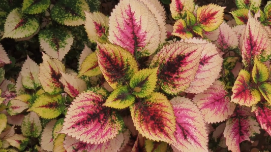 Indoor Plants with Colorful Foliage