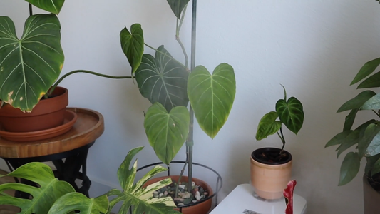 Best Indoor Plants for Low Humidity