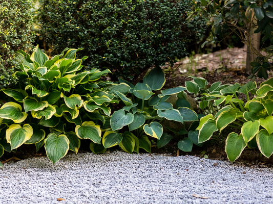 How to Care for Shade-Loving Plants
