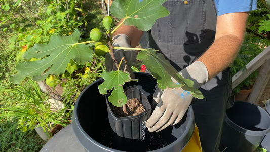 Growing Fruit Trees in Pots