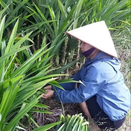 Pandanus amaryllifolius