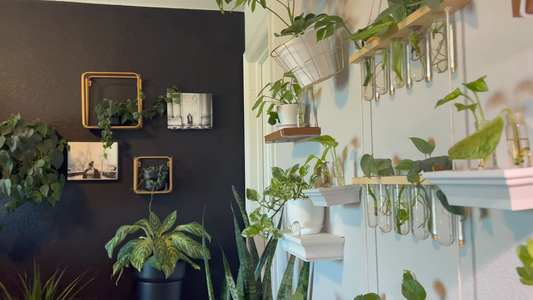 Best Houseplants for Bedrooms