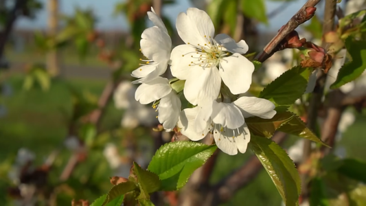 Best Conditions for Growing Cherry Trees