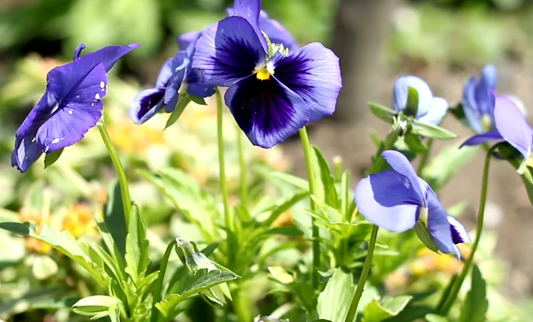 Best Flowering Plants for Pots