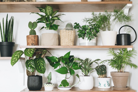 Best Indoor Plants for Air Quality