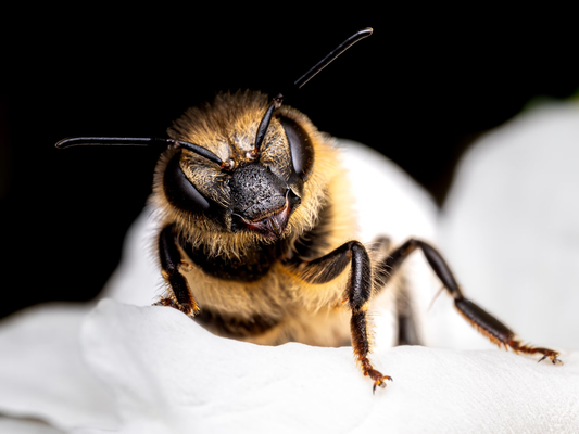 plants that attract pollinators