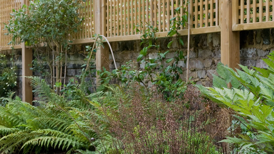 Plants for Creating Privacy in Gardens